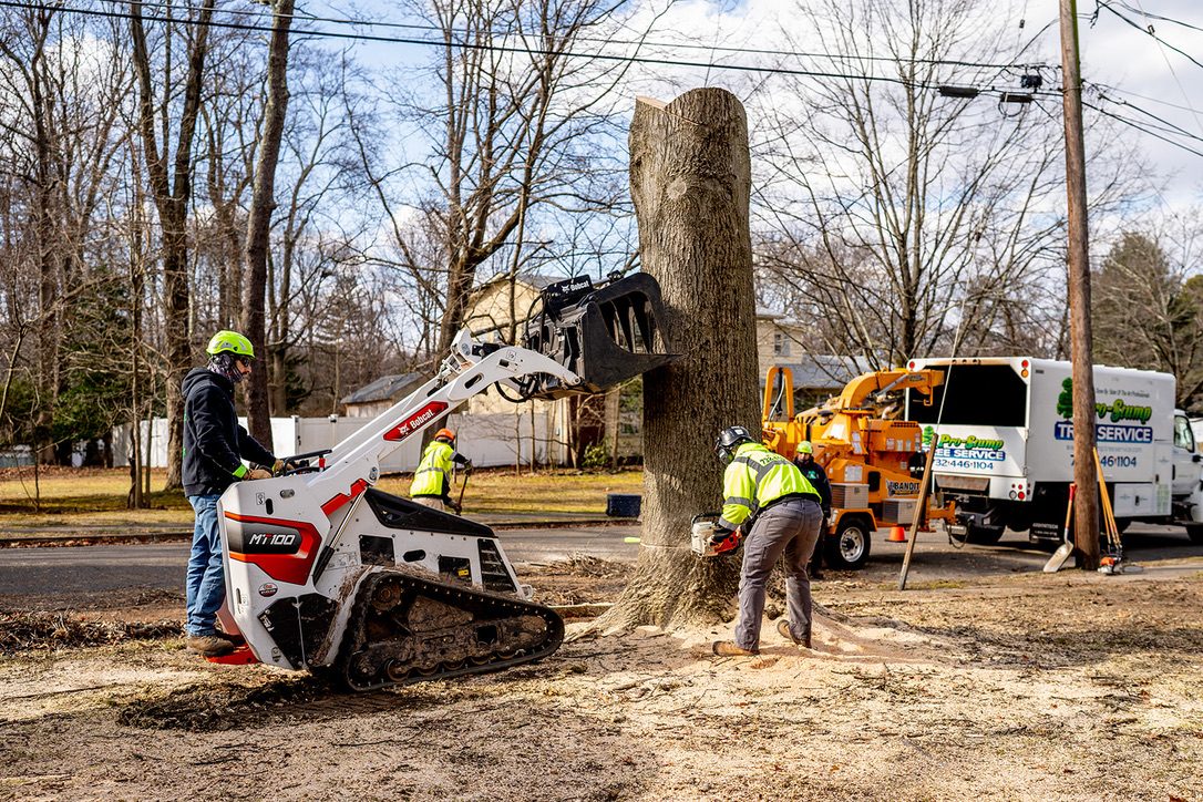 Tree removal — Central NJ — Pro-Stump Tree Service crew
