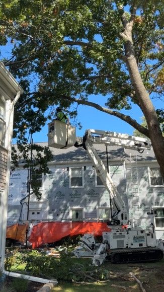 ISA-standard tree trimming — Central NJ — Pro-Stump Tree Service