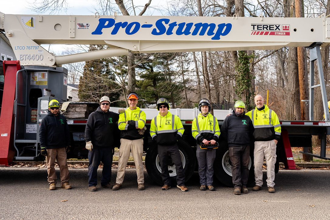 ISA-standard tree trimming — Central NJ — Pro-Stump Tree Service