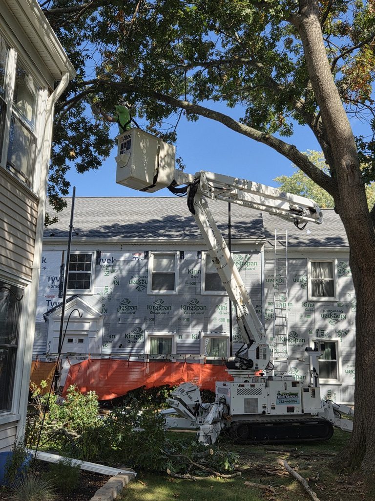 ISA-standard tree trimming — Central NJ — Pro-Stump Tree Service
