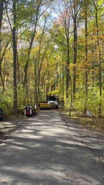 ISA-standard tree trimming — Central NJ — Pro-Stump Tree Service