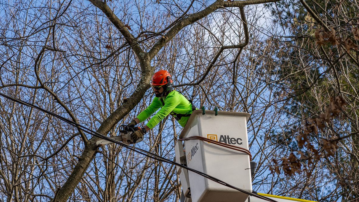 ISA-standard tree trimming — Central NJ — Pro-Stump Tree Service