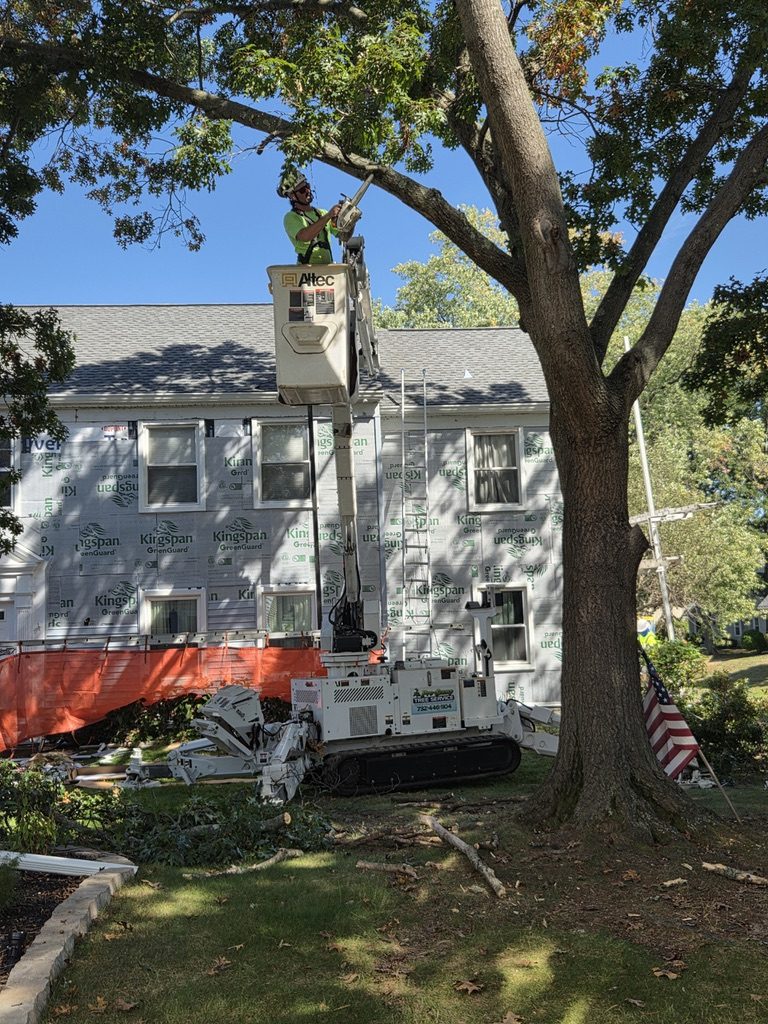 ISA-standard tree trimming — Central NJ — Pro-Stump Tree Service