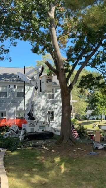 ISA-standard tree trimming — Central NJ — Pro-Stump Tree Service