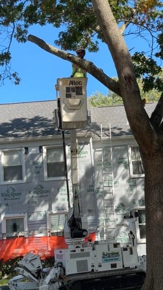 ISA-standard tree trimming — Central NJ — Pro-Stump Tree Service