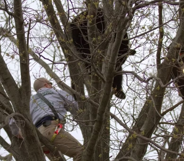 Animal tree rescue — cat and pet retrieval by Pro-Stump Tree Service