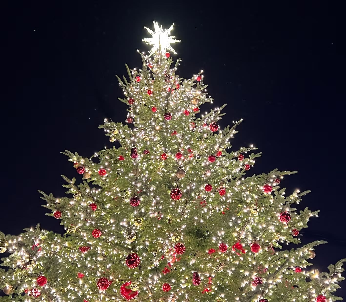 Christmas tree light installation by Pro-Stump Tree Service