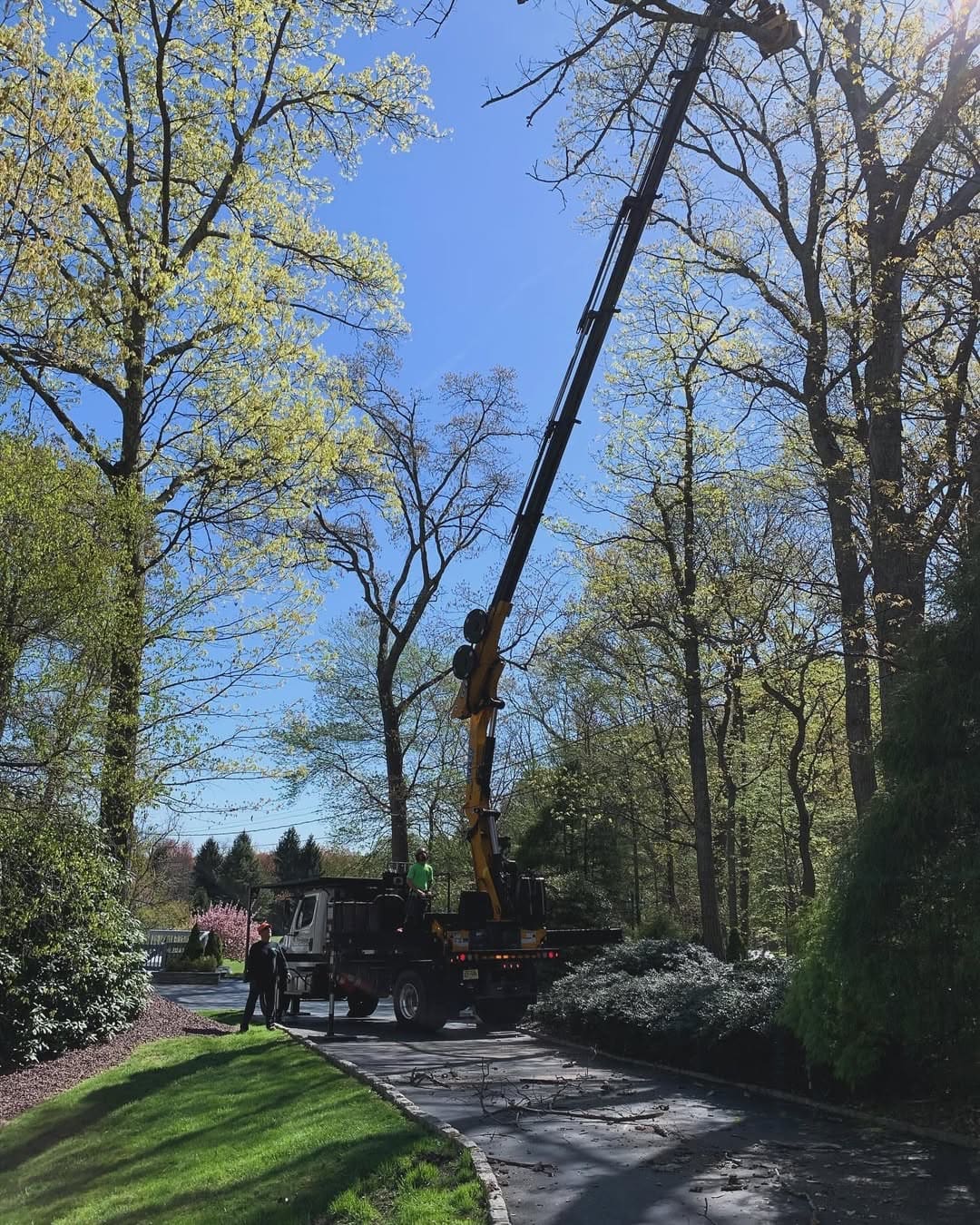 Commercial tree service by Pro-Stump Tree Service