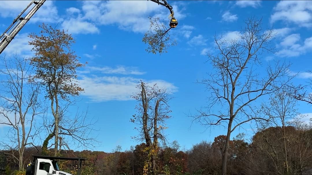 Crane-assisted tree removal for a tight-access property