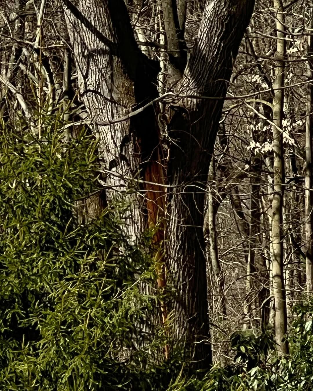 Emergency tree removal after storm damage by Pro-Stump Tree Service