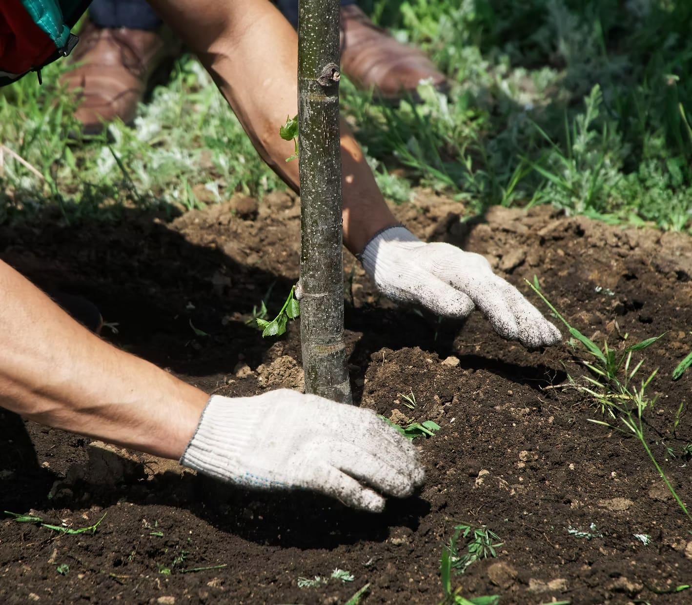 Tree planting and deep root feeding by Pro-Stump Tree Service