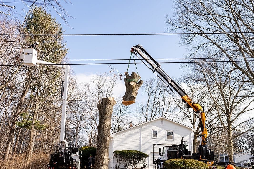 Tree removal process step by step by Pro-Stump Tree Service