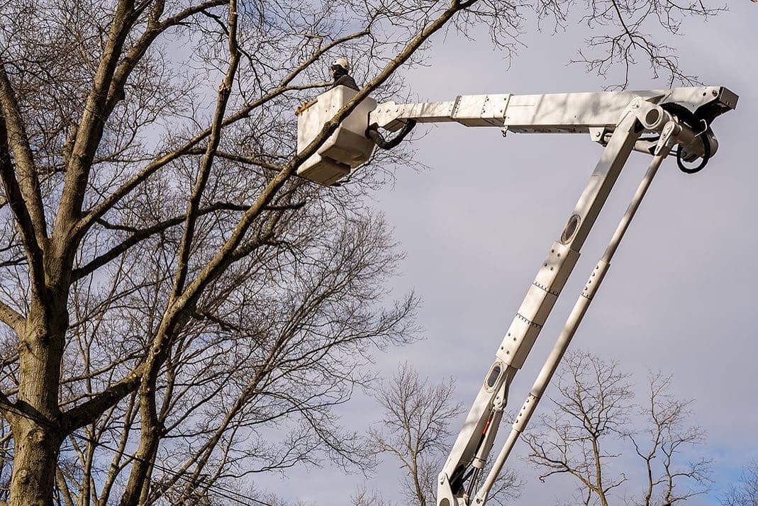 Tree Cabling technique by Pro-Stump Tree Service in Central NJ
