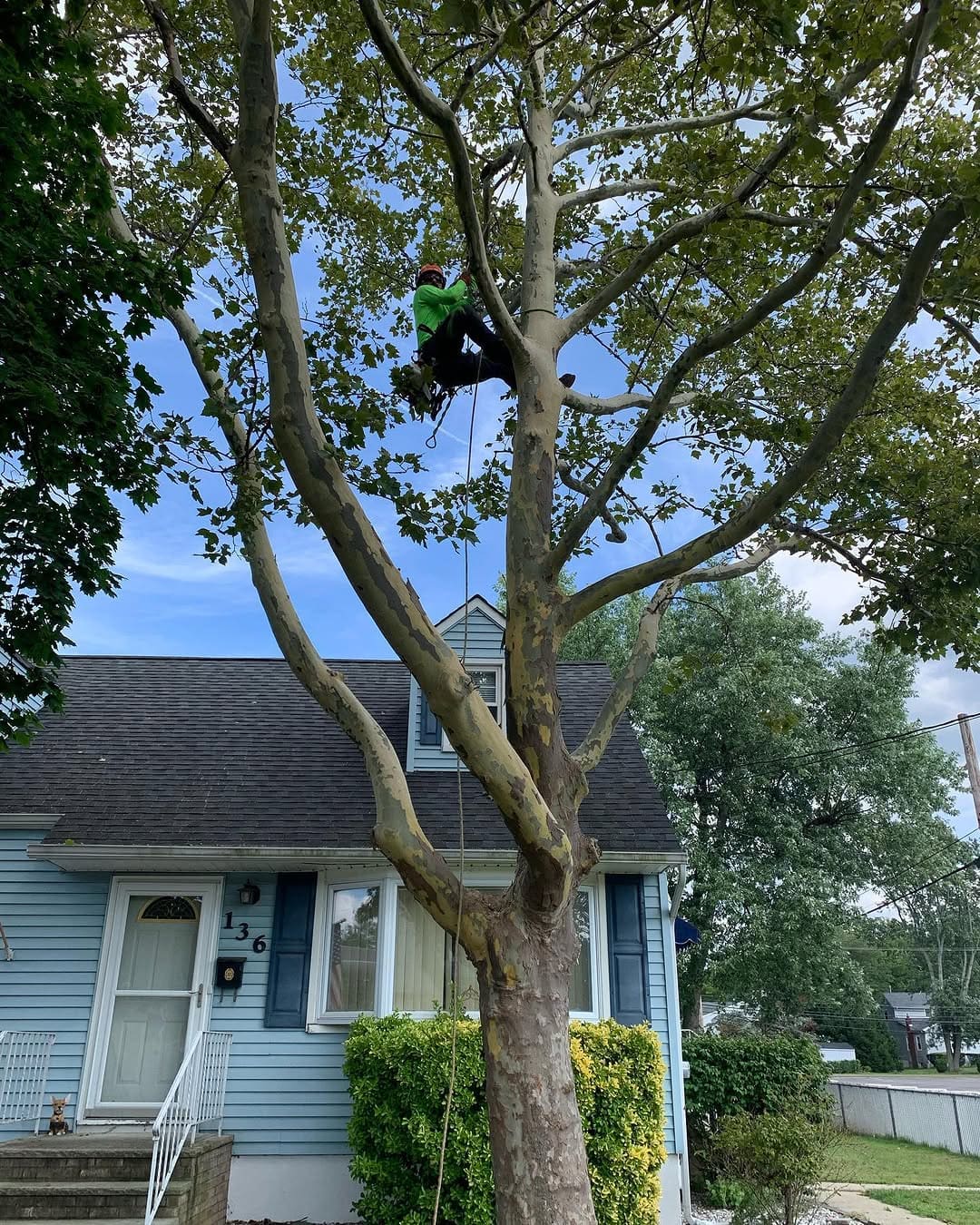 Animal Tree Rescue by Pro-Stump Tree Service in Central NJ